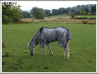 A Zebra? In Derbyshire?