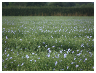 Linseed also called flax. A break crop instead of rape or winter beans
