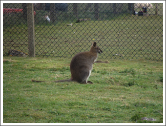 One of the native wallabies.