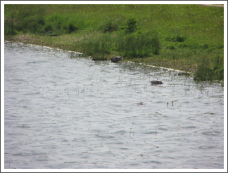 Ducks on Blithfield Reservoir