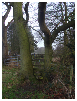 Two of the sturdiest supports to a stile
