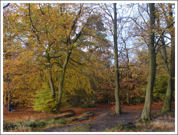 Touches of colour on Cannock Chase
