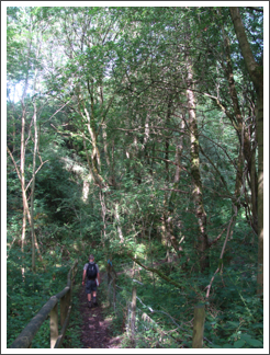 Blackbank Wood