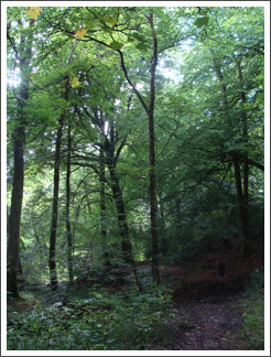 Crowgutter Wood