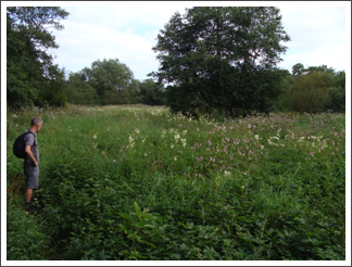 Still at large the Himalayan Balsam