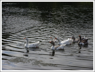 East Wall Farm Geese