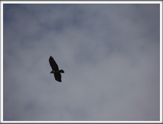 Latent Buzzard
