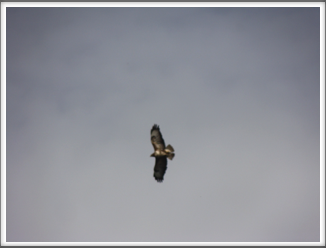 Nearly in focus
