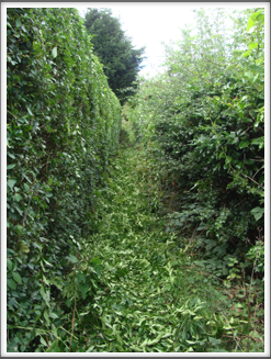 That's the path