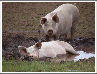 A cooling wallow
