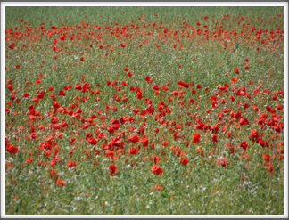 Poppies