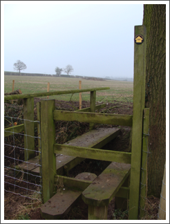 New hedge. Old stile and bridge New hedge. Old stile and bridge