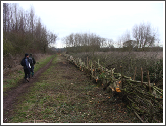 The hedge layer has been back