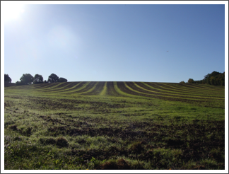 Up from Finchend Farm