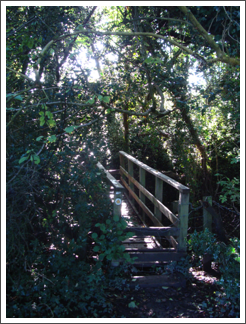 Bridge of the day
