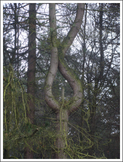 A tree with heart
