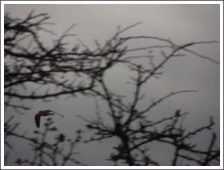 Female kestrel through the branches