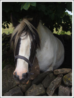 Keeping cool in the shade