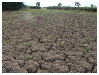 Postern Farm's arid landscape