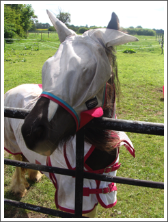 Do you recognise this horse?