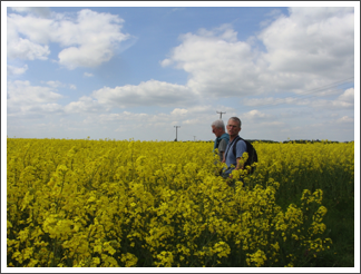Out in the flowering rape