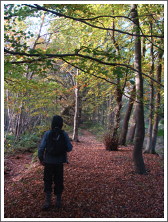 Fradley Wood