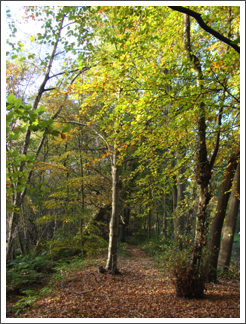 Fradley Wood