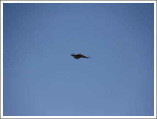 Hovering buzzard