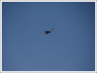 Hovering buzzard