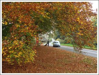 Autumn in Bretby