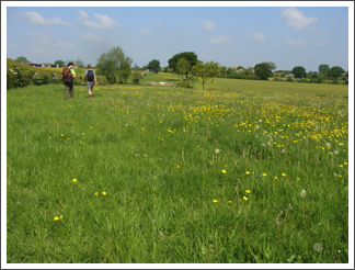 Buttercups, Upper Moreton