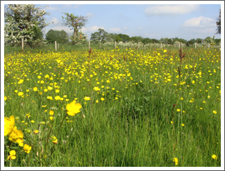 More buttercups