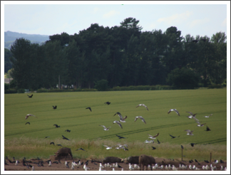 Aerial surveillance might help