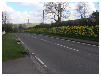 Some daffs