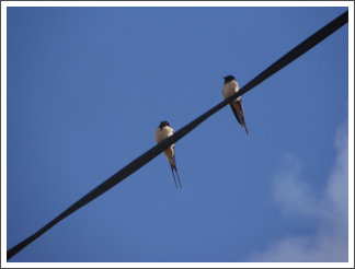 Out on the wire