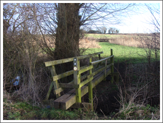 This year's bridge of the day