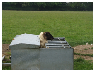 Ewe's an escapologist?