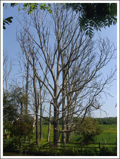 Sad trees