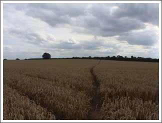 Crossing Sutton Cheney Fields