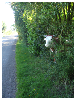 Moo!