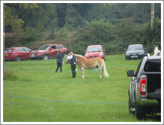 A bit of horse colour spotting