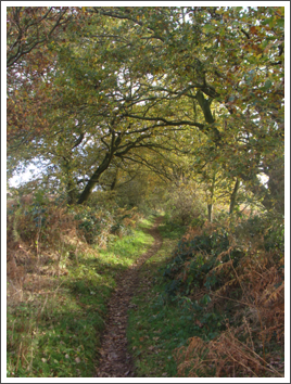 Knox's Grave Lane is easier in the Autumn