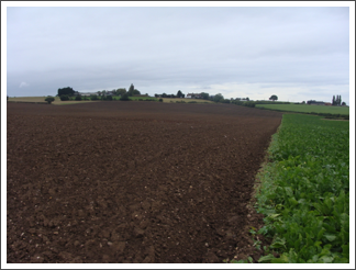 Too soon after ploughing!