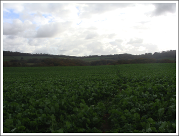 Thje joy of crops