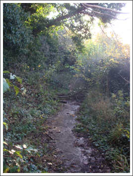 Dark Lane