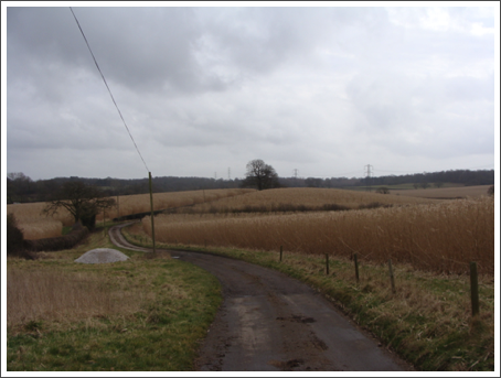 Still full of Miscanthus