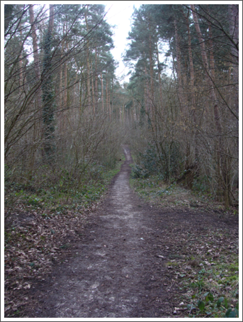 Brakenhurst Wood