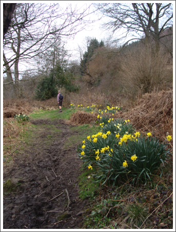The daffs are out