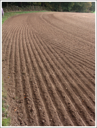 Ribbed field
