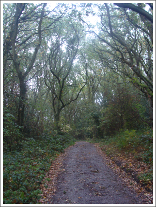 Soon to become a trackbed